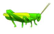 grasshopper 02