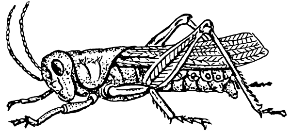grasshopper 2