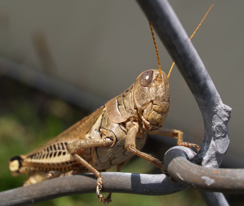 grasshopper on fence