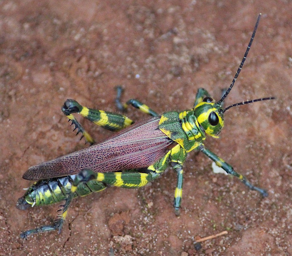 grasshopper w yellow