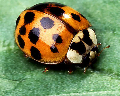 lady beetle Asian multicolored  Harmonia axyridis