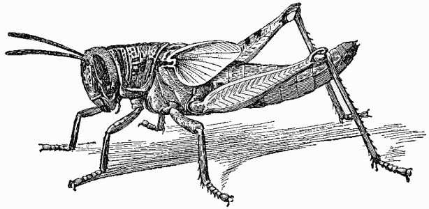 Nymph of Locust