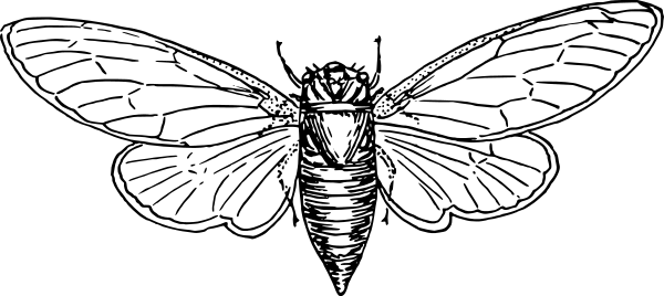 locust open wings