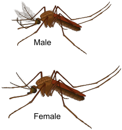 Mosquito gender en