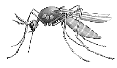 mosquito BW
