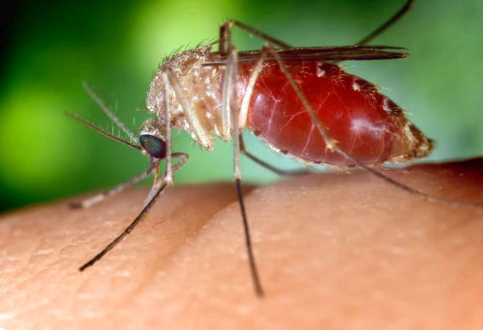 mosquito  Culex quinquefasciatus  biting