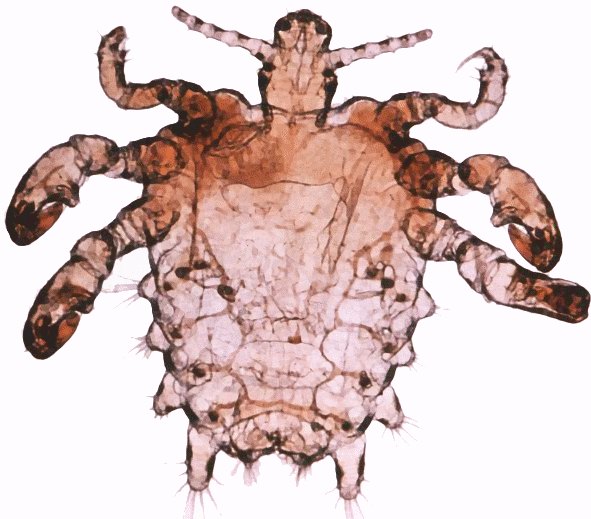 Pthius pubis  crab louse