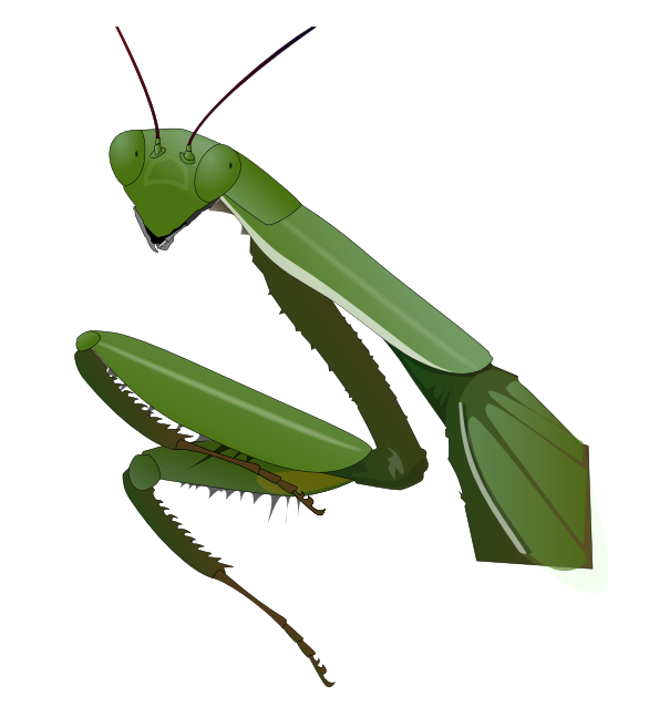 preying mantis 2