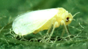 Silverleaf whitefly  Bemisia argentifolii