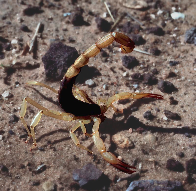 Arizona bark scorpion  centruroides sculpturatus