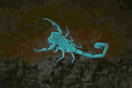 Arizona bark scorpion glowing under uv light