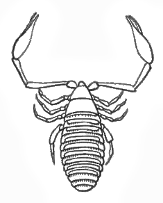 Chelifer cancroides lineart