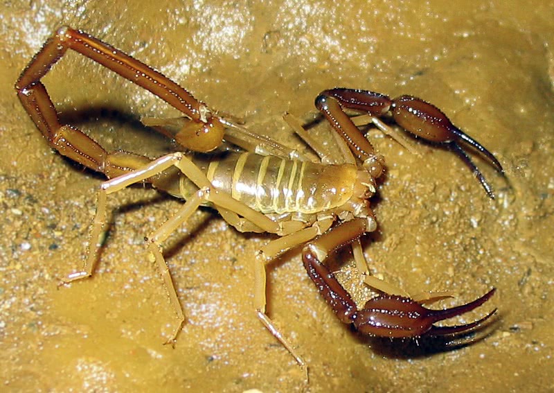 Scorpion  Alacran tartarus