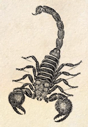 Scorpion vintage