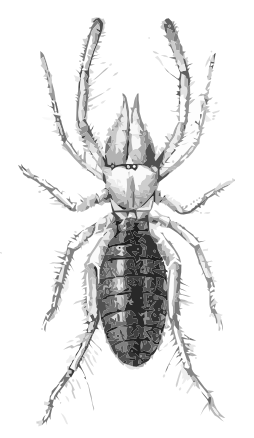 scorpion  Eremobates aztecus