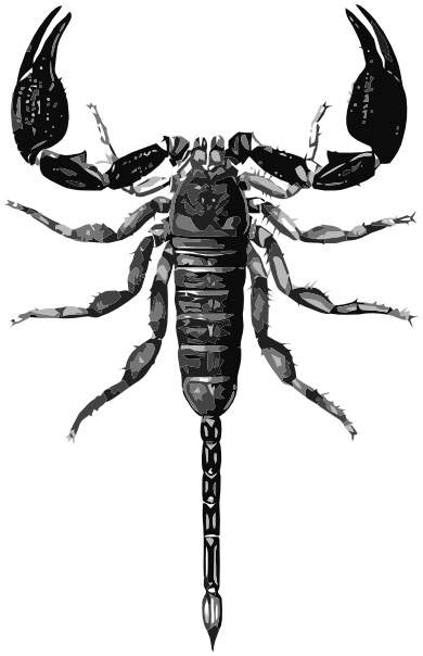 scorpion  Opisthacantus sp