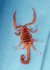 scorpion photo