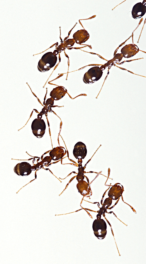Fire Ants  Solenopsis invicta