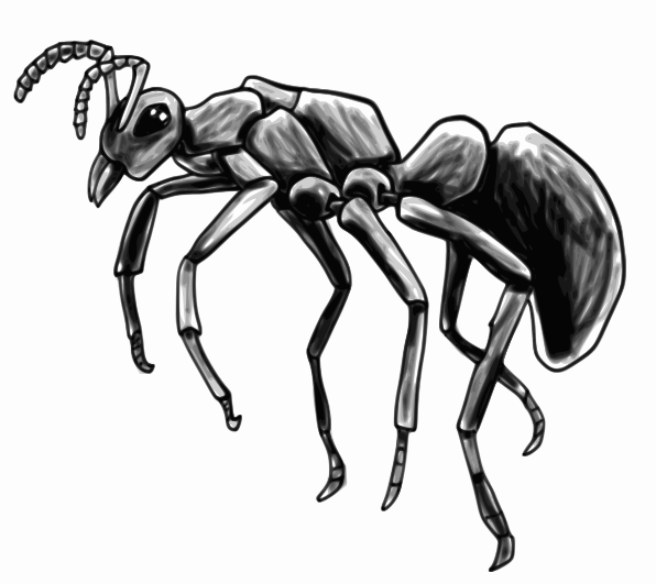ant profile sketch