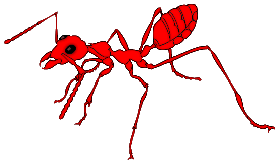 ant red