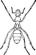 ant spider like legs