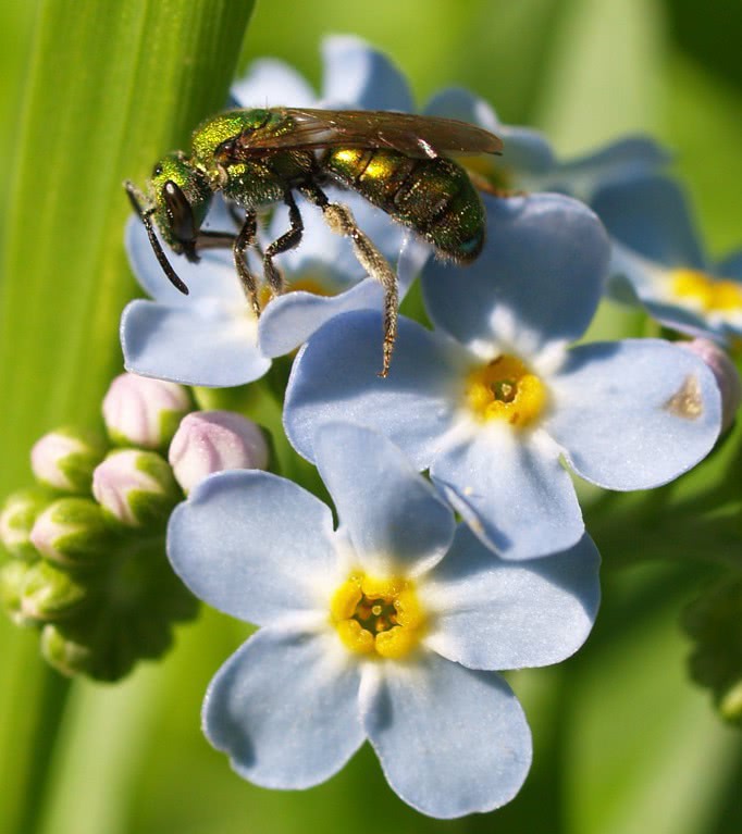 Halictid bee on forget me nots