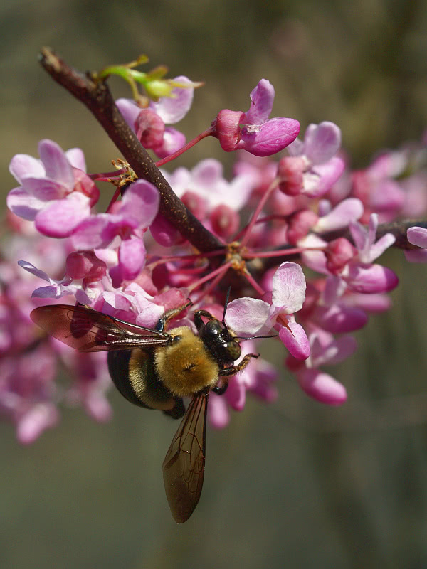 carpenter bee on redbud tree