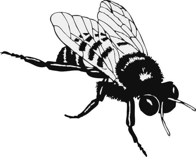 bumble bee large BW