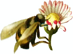 bumblebee flower