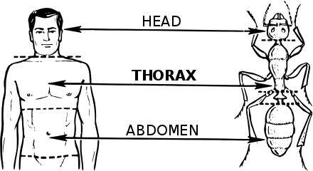 head thorax abdomen