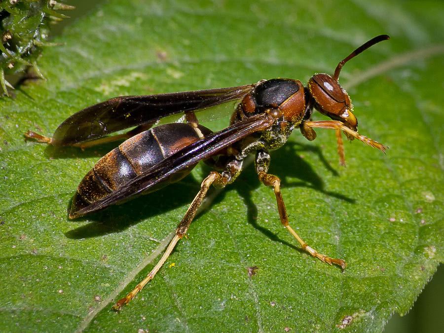 Brown Paper Wasp  Polistes fuscatus
