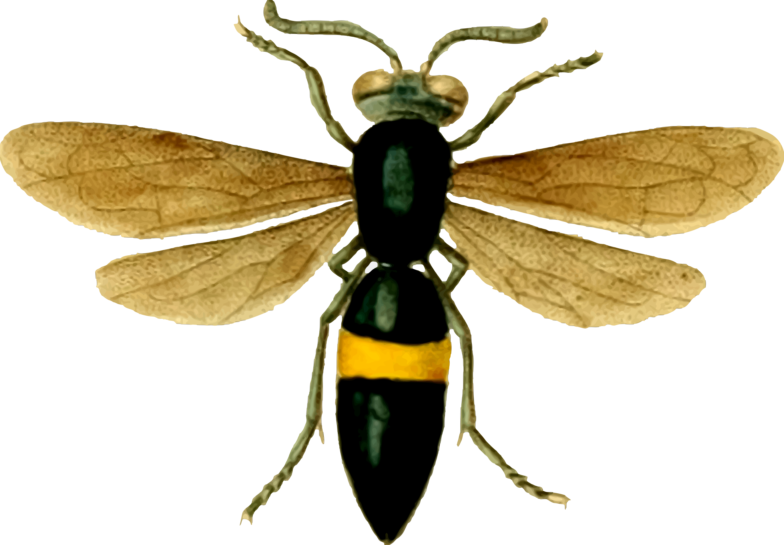 Greater Banded Hornet  Vespa tropica
