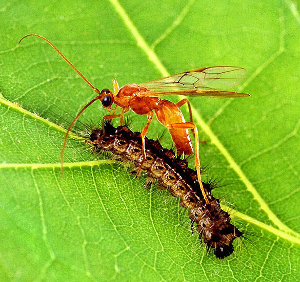 Wasp  Aleiodes indiscretus  parasiting gypsy moth catepillar