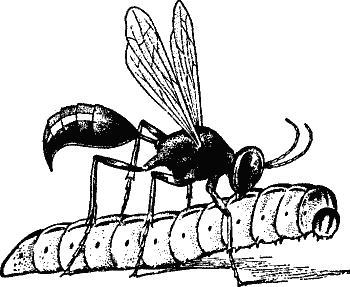wasp on catepillar