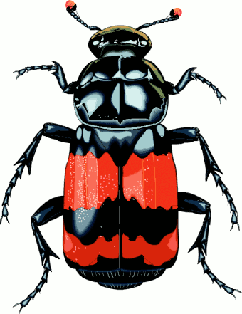 beetle big