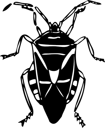 bug large black