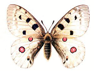 Apollo Butterfly