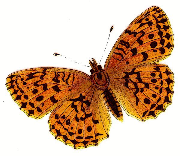 Brenthis daphne  Marbled Fritillary  top view
