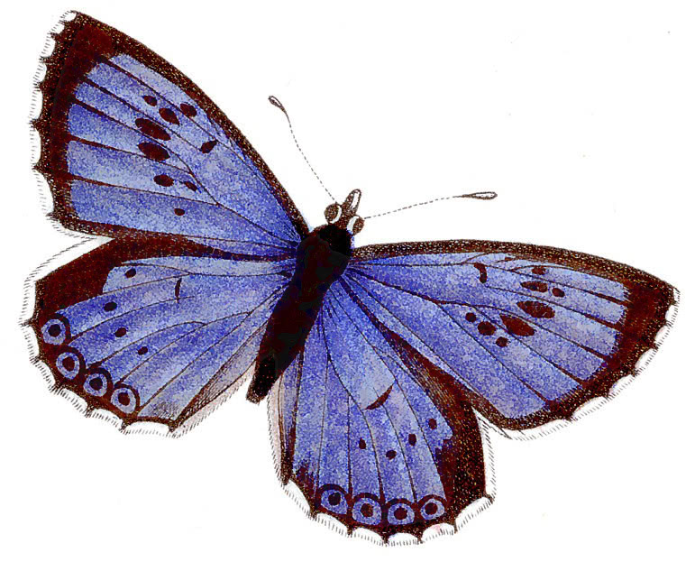 Large Blue  Glaucopsyche arion