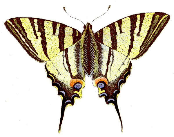 Scarce Swallowtail  Iphiclides podalirius