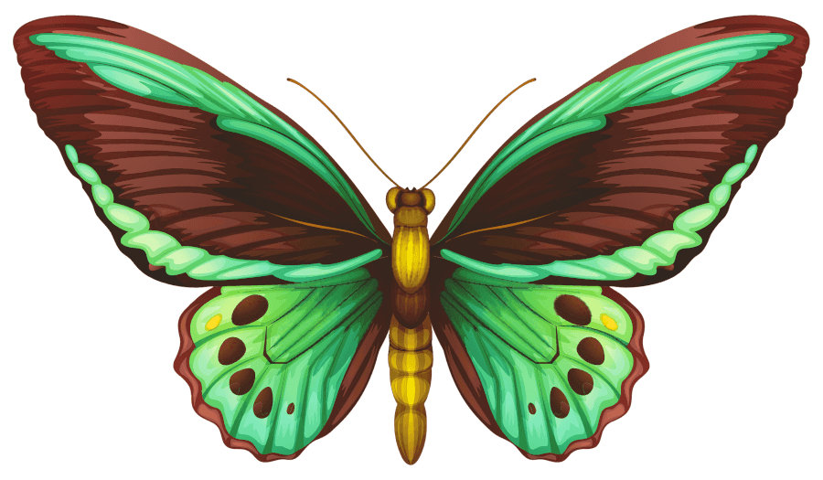 butterfly-green-brown