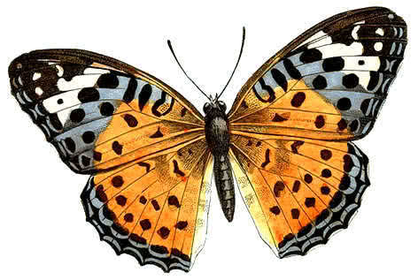 butterfly 111