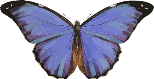 butterfly  Menelaus Blue Morpho  Morpho menelaus