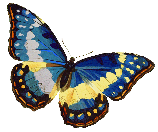 butterfly  Morpho cypris