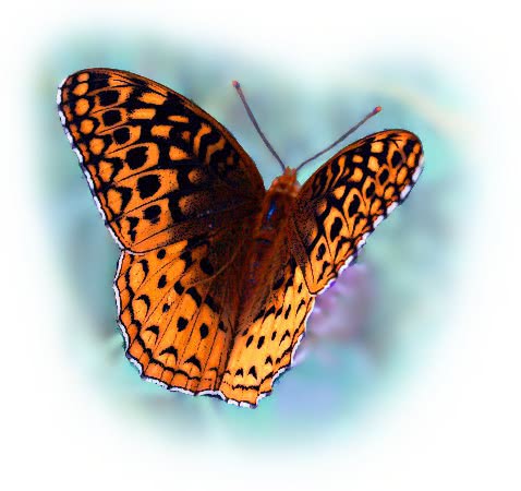 butterfly graphic 3