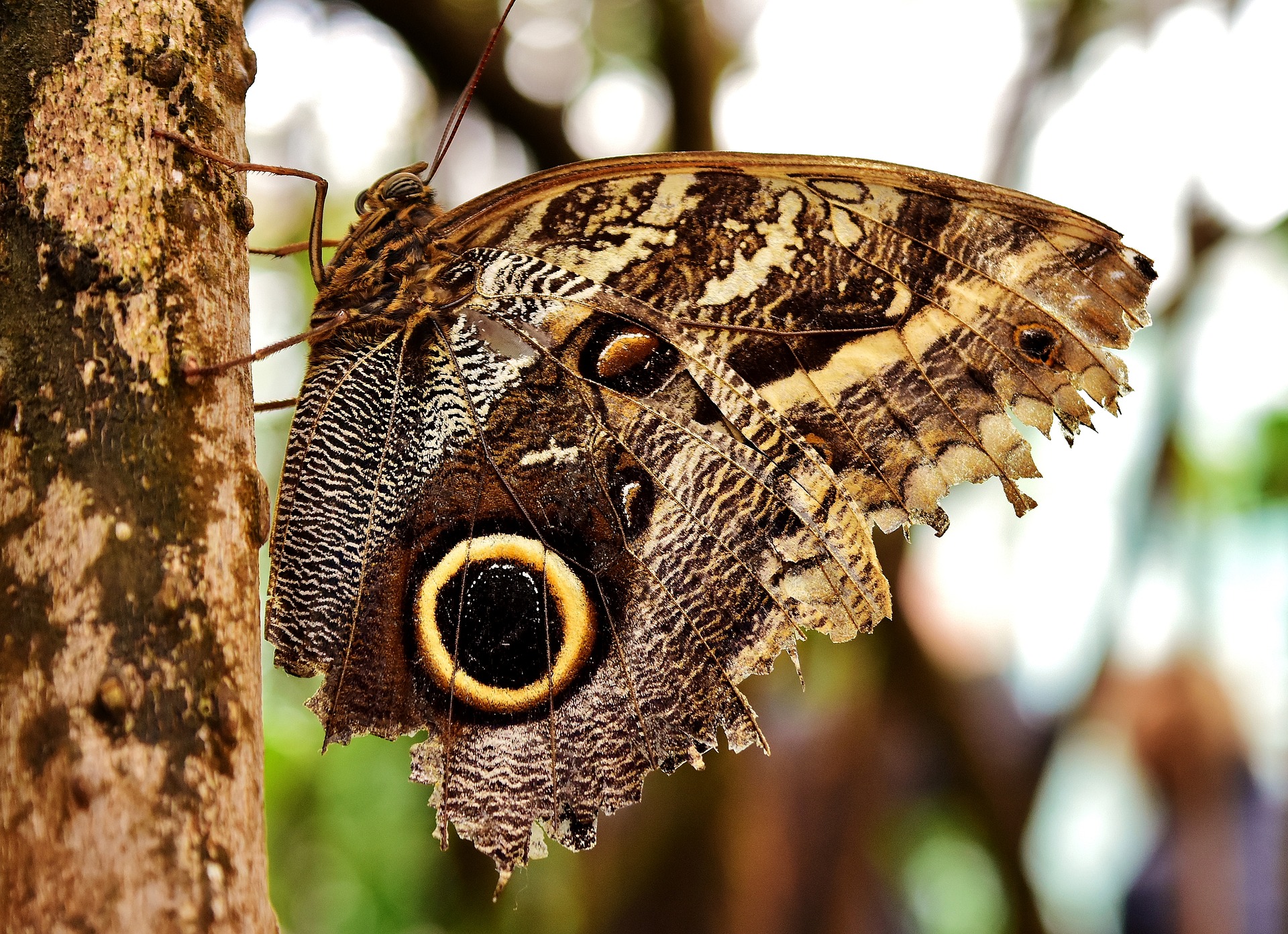Almond-eyed Owl Butterfly  Caligo brasiliensis