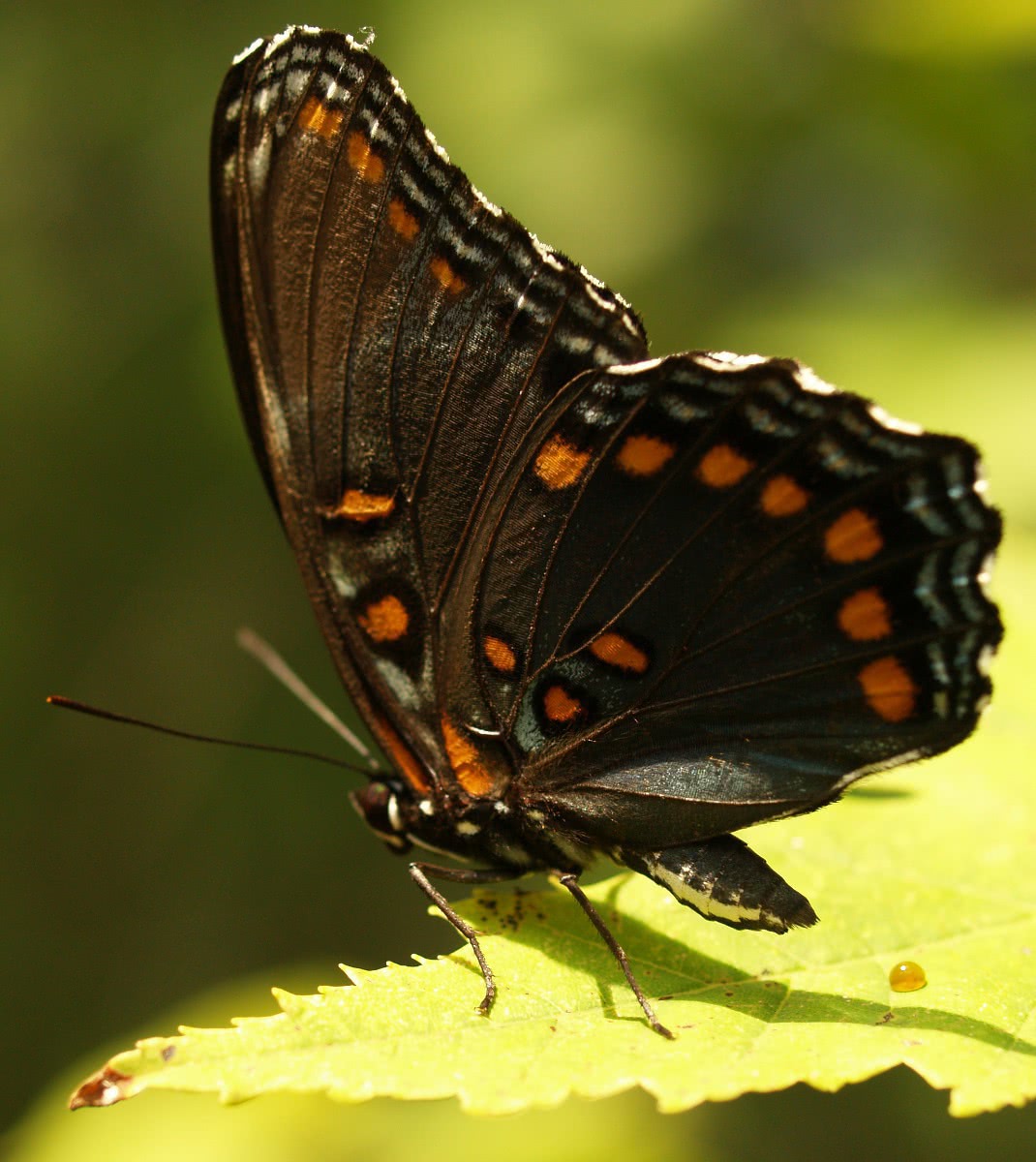 Butterfly ultra closeup