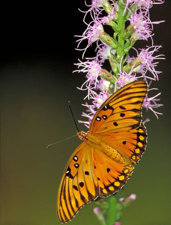 Gulf fritillary butterfly on Dense blazingstar