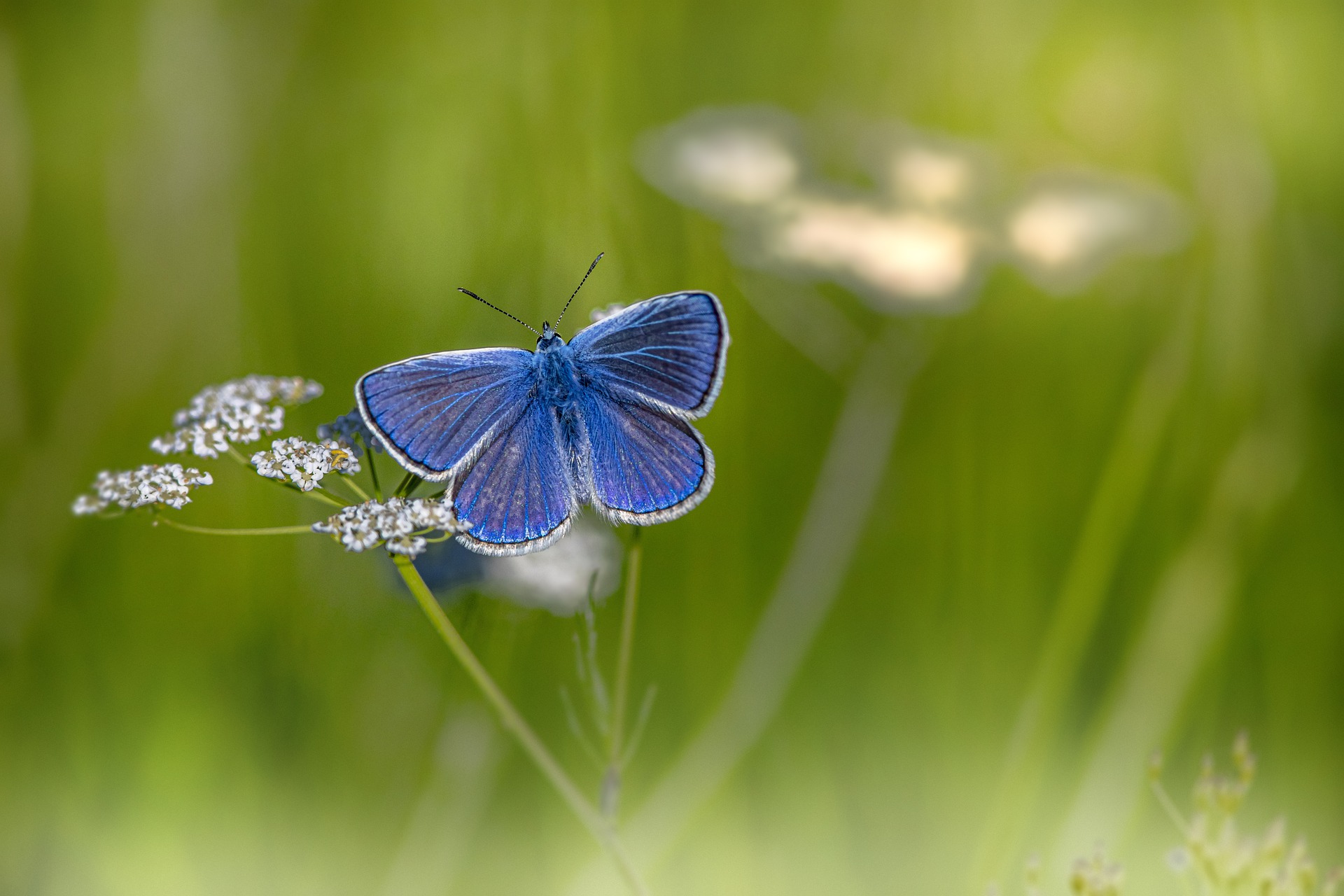Mazarine Blue butterfly  Cyaniris semiargus
