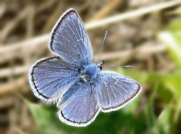 Mission Blue butterfly  Aricia icarioides missionensis